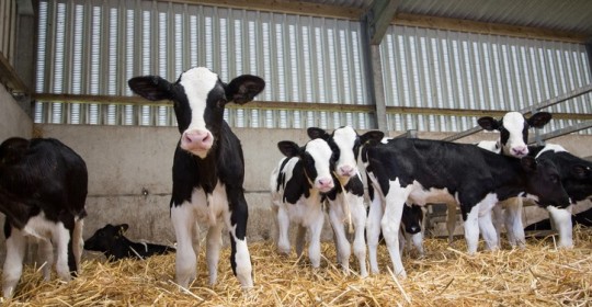 Milk replacers for calves